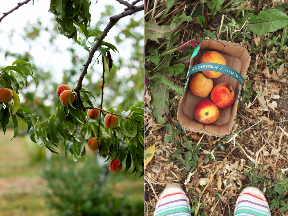 In the peach orchard.